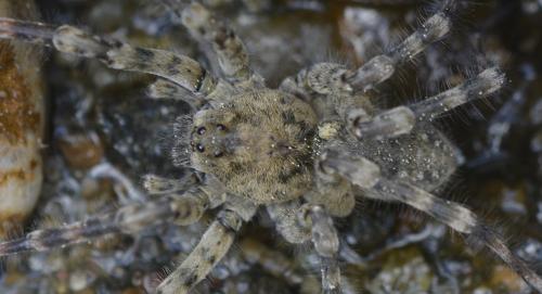 Arctosa sp.